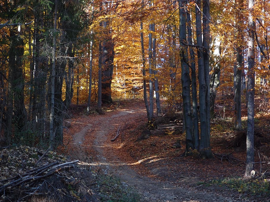 Nature, Mountain, Color, forest, tree, woodland, landscape HD wallpaper