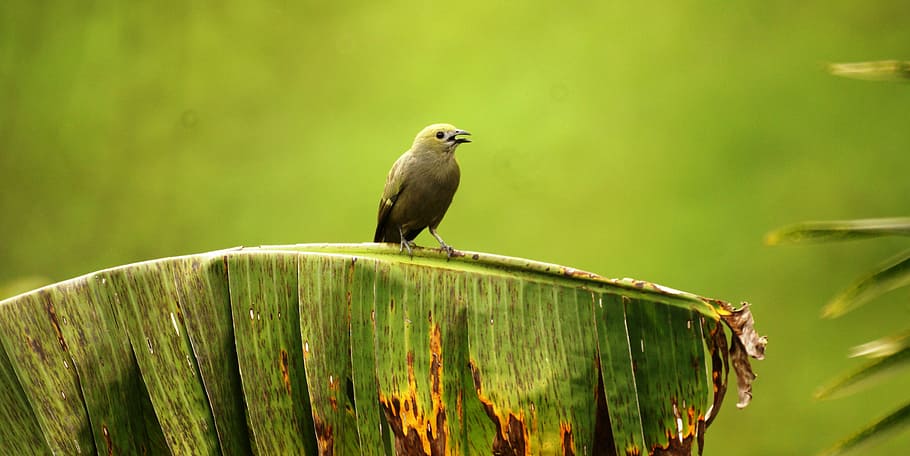 nature, ave, bird, animal wildlife, vertebrate, animal themes HD wallpaper