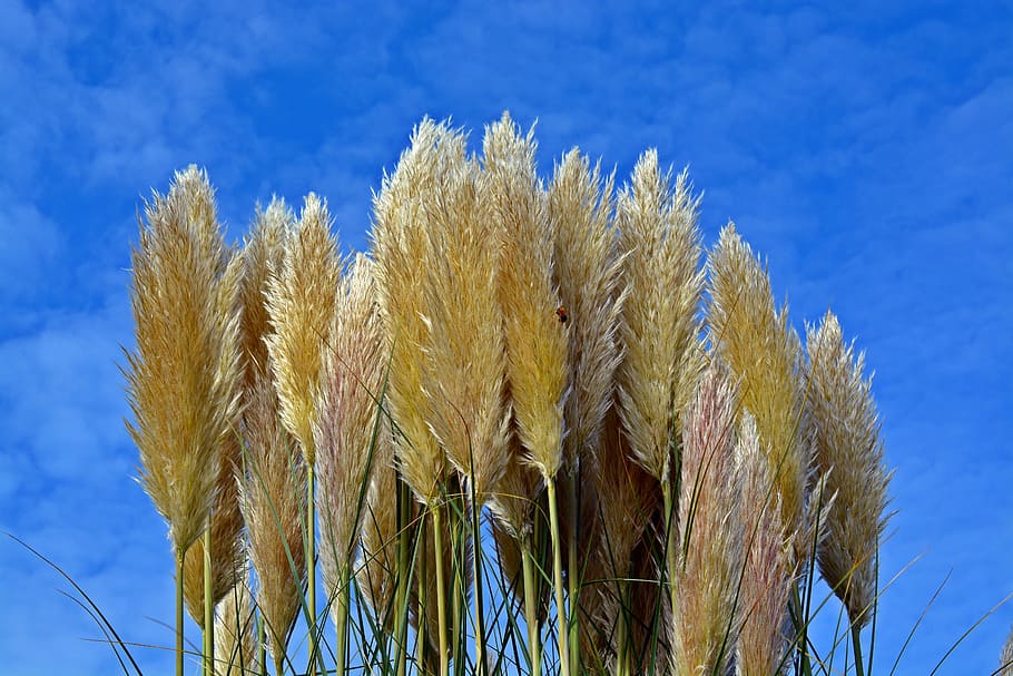 selloana, sky, grasses, plant, nature, blue sky, growth, cloud - sky, HD wallpaper