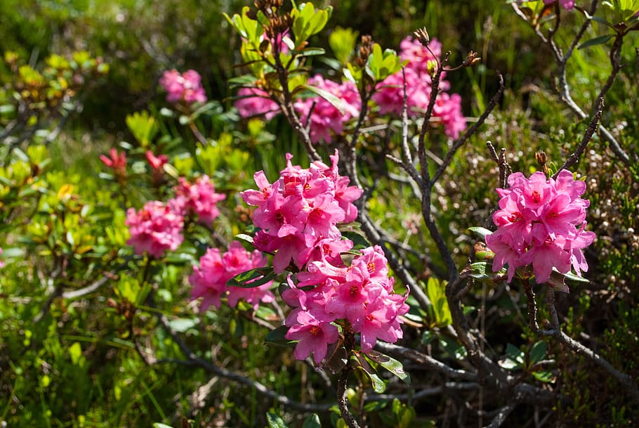 Alpine roses 1080P, 2K, 4K, 5K HD wallpapers free download | Wallpaper