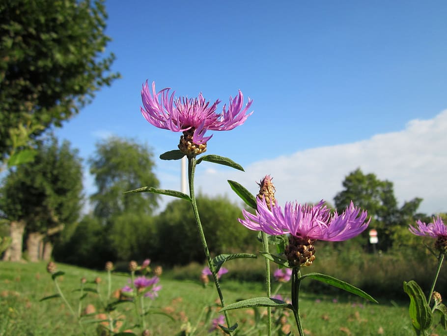 Centaurea Jacea, Trees, Grass, Sky, clouds, country, plant HD wallpaper