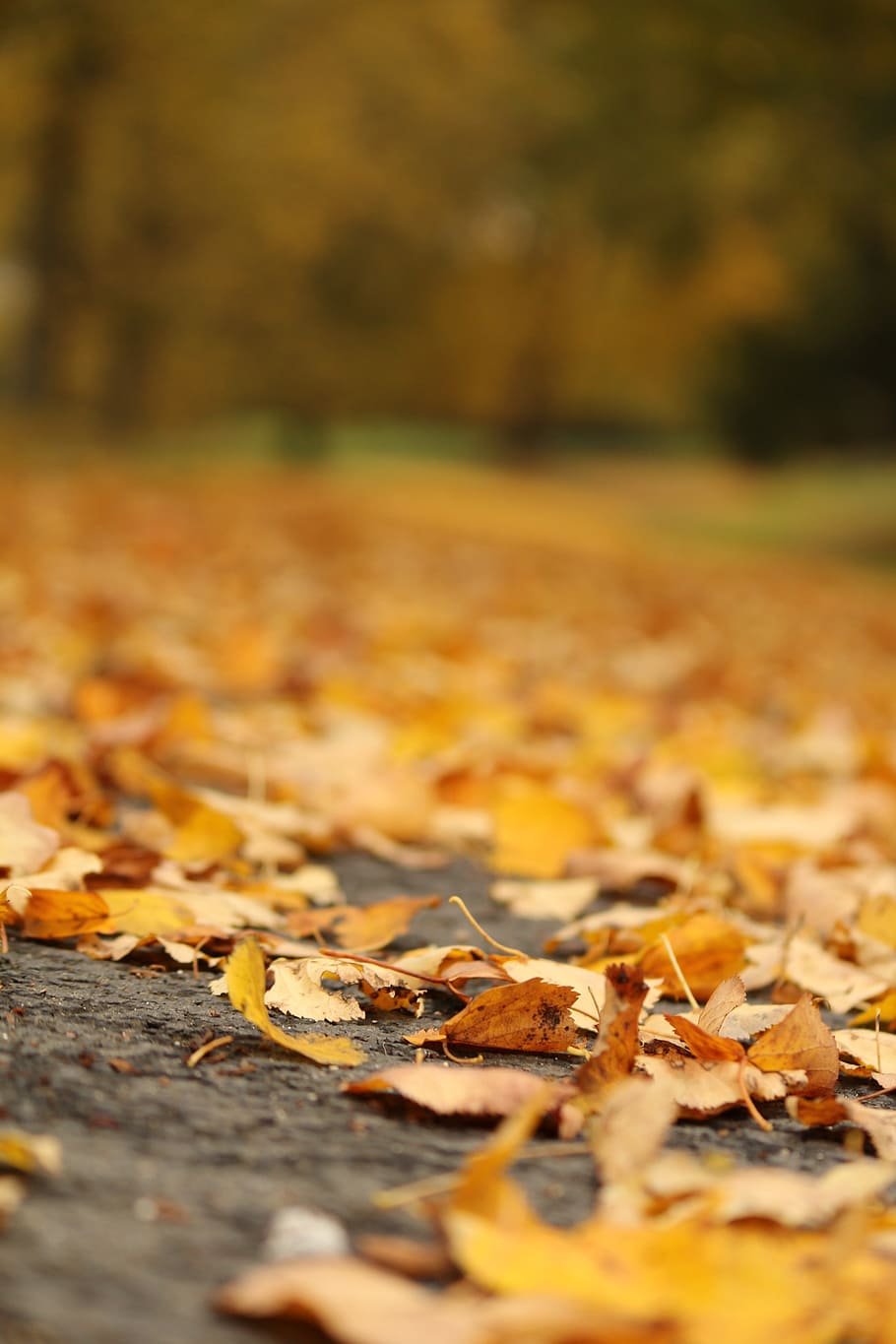 autumn, leaf, nature, ground, outdoors, fall leaves, plant part HD wallpaper