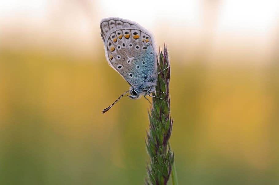 common blue, nature, macro, animal themes, insect, animal wildlife HD wallpaper