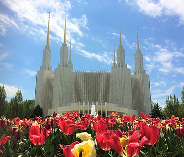 gray concrete building near red flowers, mormon, lds, temple HD wallpaper