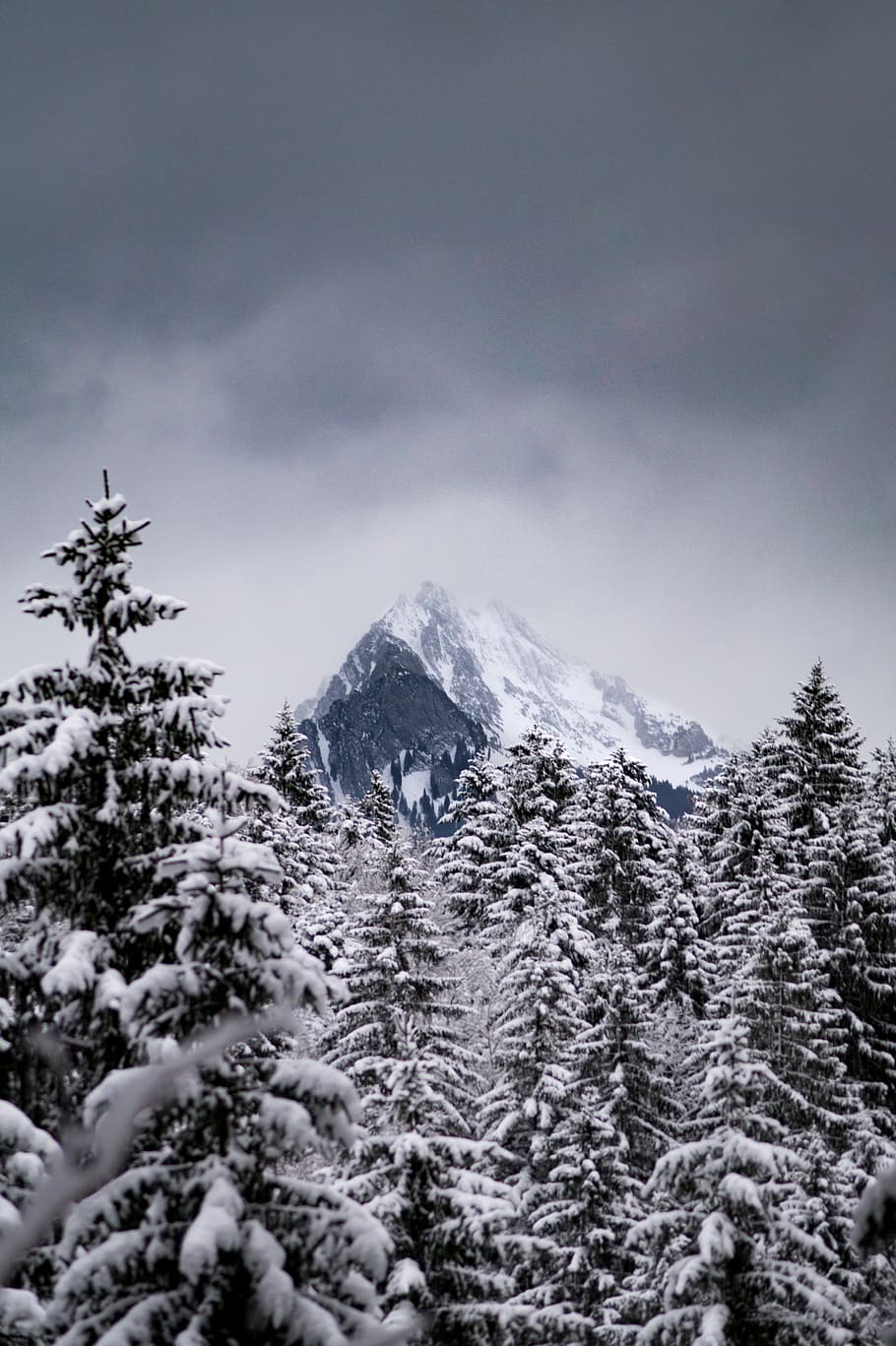 forest trees covered with snow, snow covered green leafed trees HD wallpaper
