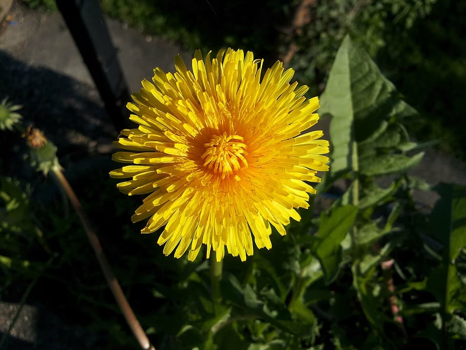 dandelion, yellow, spring, close, macro, yellow flower, nature HD wallpaper