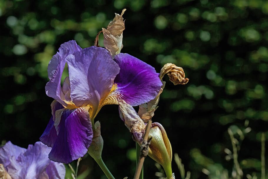 lily, iris, flower, blossom, bloom, iridaceae, fade, violet HD wallpaper