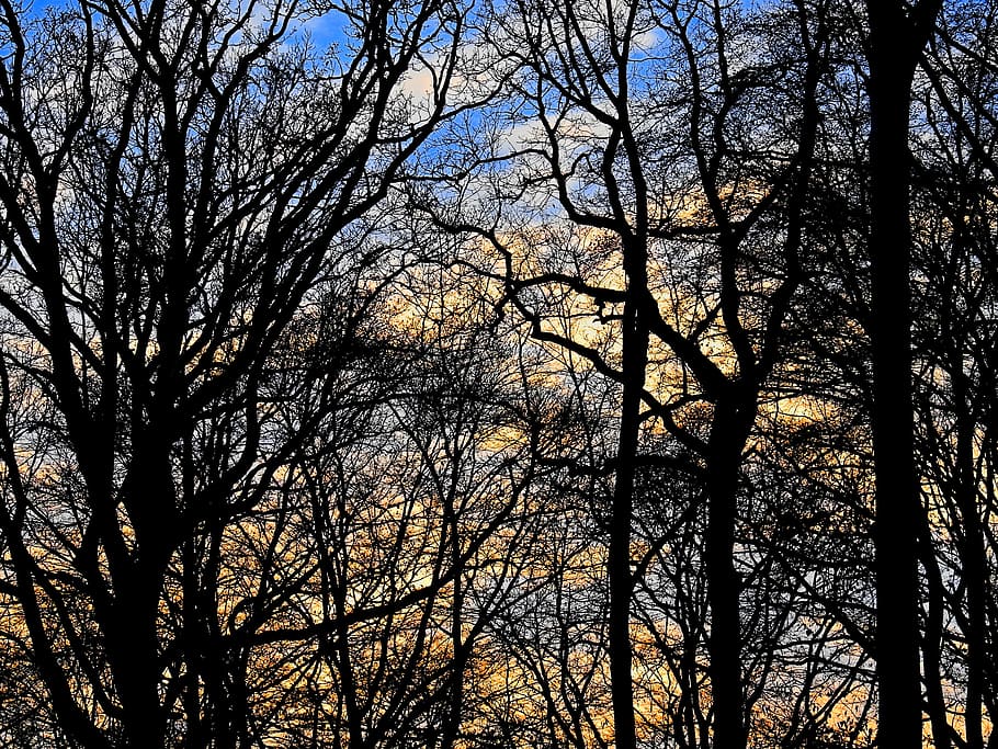 trees, aesthetic, background, mood, branches, kahl, forest HD wallpaper