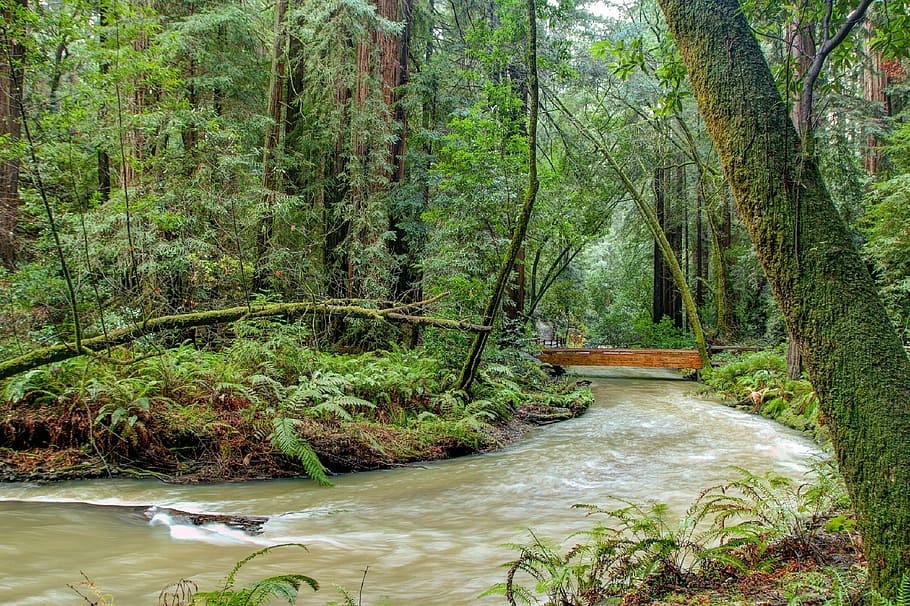 river with green leafed trees in the area, Stream, Flowing HD wallpaper