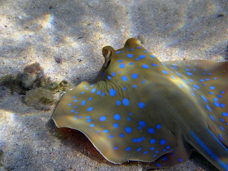 stingray on gray sand, blue spotted stingrays, diving, egypt HD wallpaper