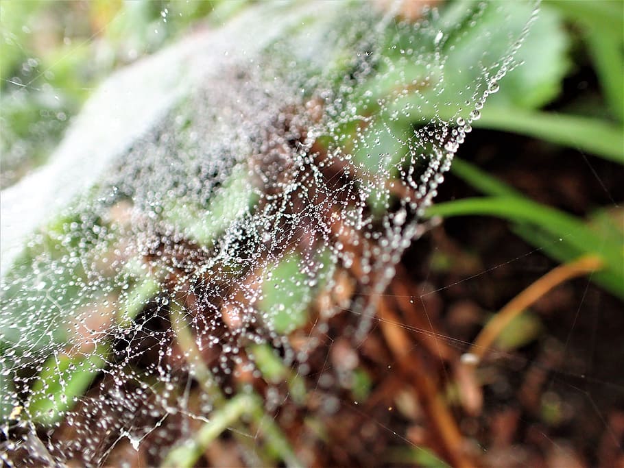 cobweb, dew drops, garden, water, spider web, nature, close-up HD wallpaper