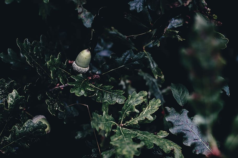 shallow focus photography of green acorn hang on tree, acorns HD wallpaper