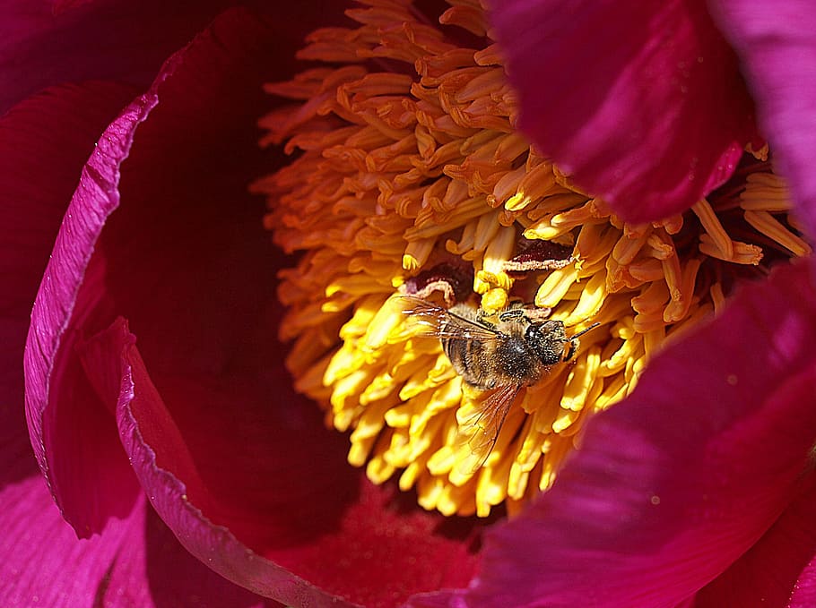 flower, nature, petal, beautiful, closeup, blooming, floral HD wallpaper