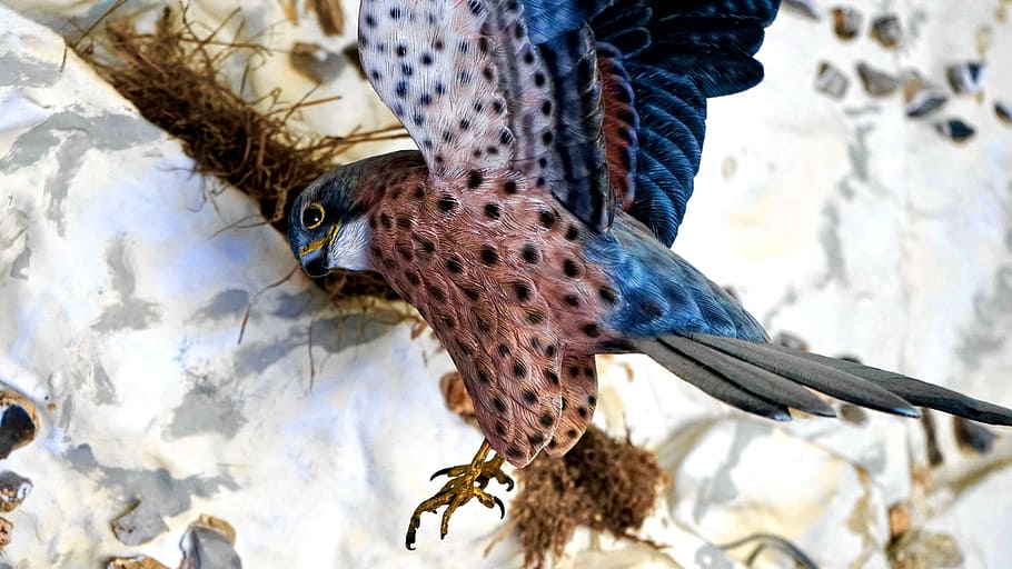 Bird, Hawk, Beak, Feather, Wild, wildlife, predator, flying HD wallpaper
