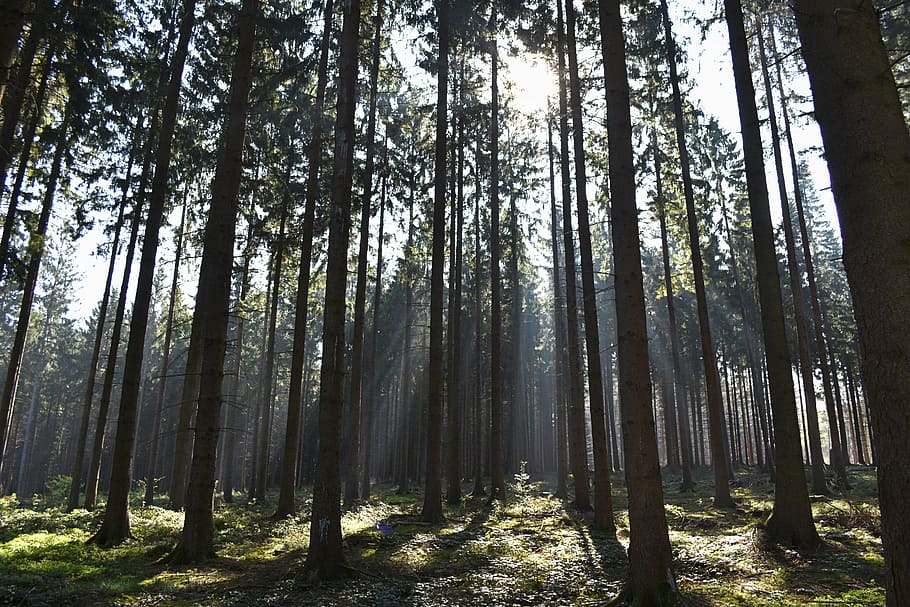 trees, forest, sun rays, nature, sunlight, land, plant, tree trunk HD wallpaper