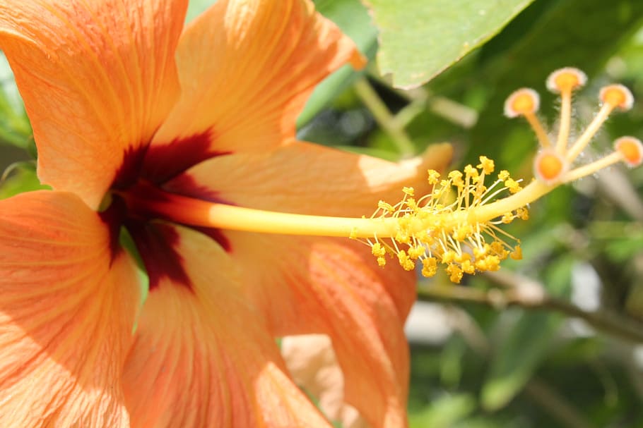 hibiscus, spring, flower, nature, summer, plant, tropical, blossom HD wallpaper