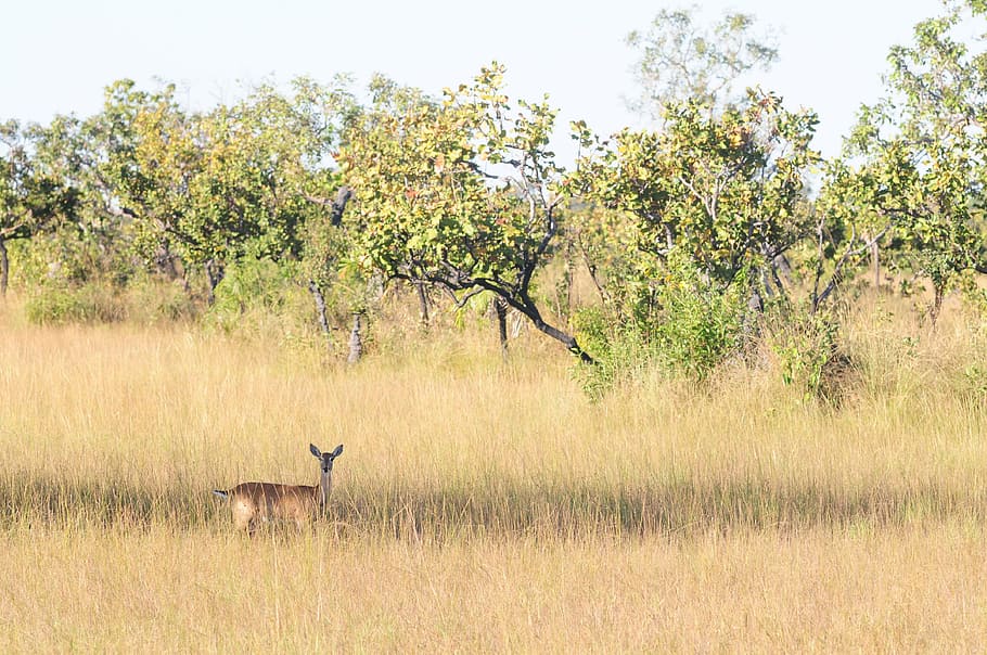 deer, nature, morrow, wildlife, africa, animal, mammal, animals In The Wild HD wallpaper