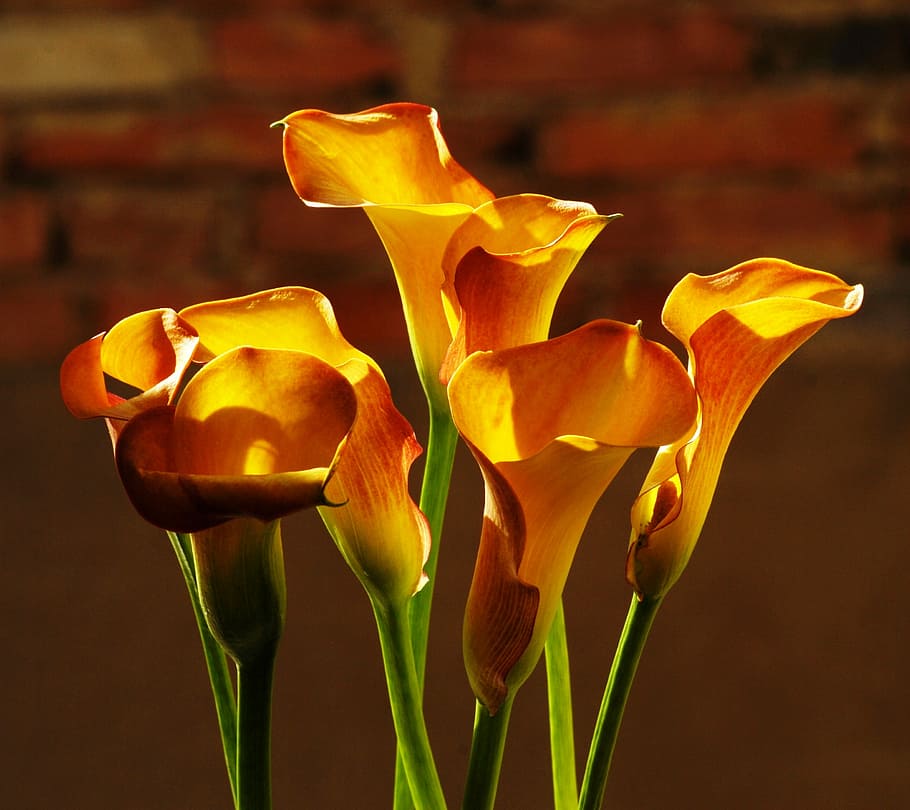 flowers, sludges, plant, close-up, flowering plant, freshness HD wallpaper
