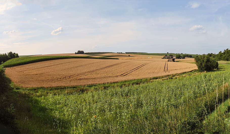 agriculture, fields, grain, corn, sunflower, wheat, summer, HD wallpaper