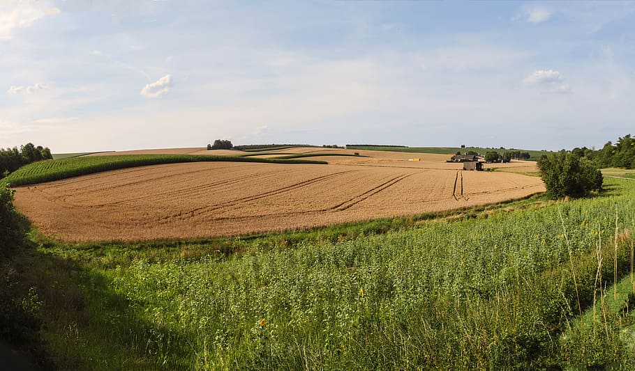 agriculture, fields, grain, corn, sunflower, wheat, summer HD wallpaper