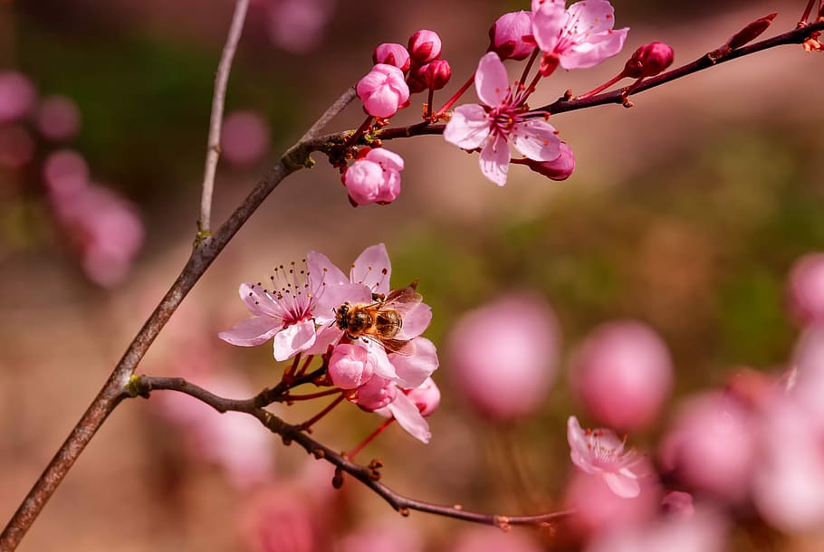 honeybee perching on pink cherry blossom flower in selective focus photography HD wallpaper