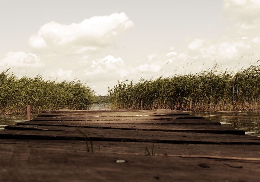 brown wooden dock near green leaf plant, brown wooden dock, wooden sea HD wallpaper