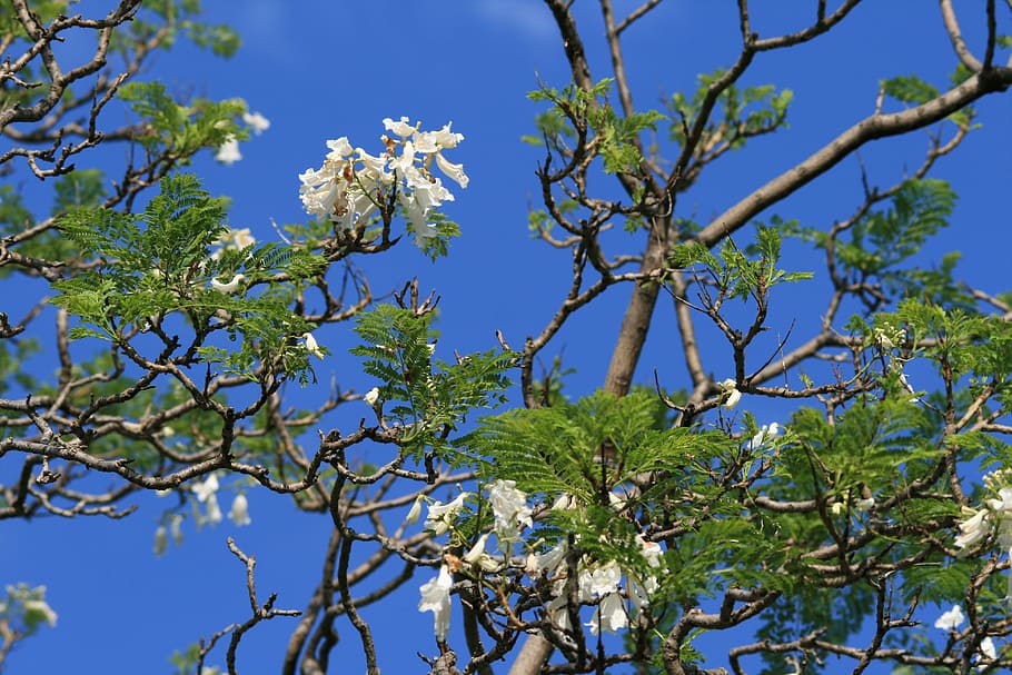 jakaranda, tree, flowers, white, sky, blue, plant, low angle view HD wallpaper