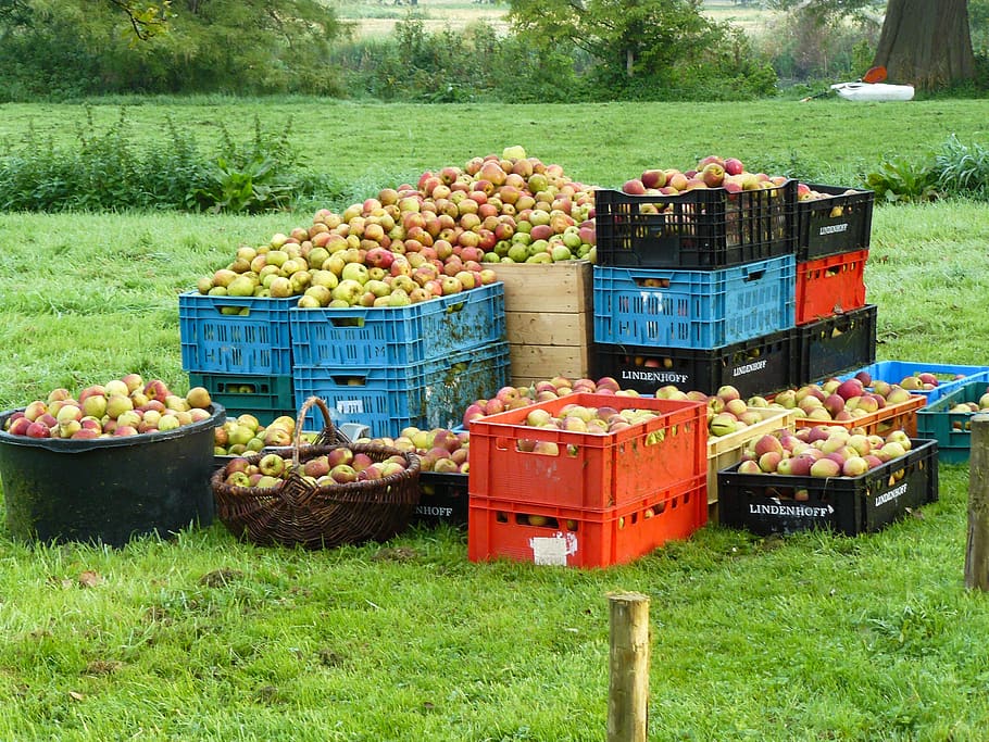 apples, grass, harvest, food, healthy eating, food and drink HD wallpaper