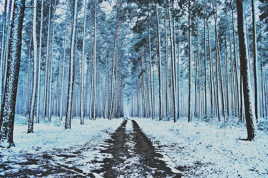Winter, Forest, Snow, Trees, winter forest, pine, winter road HD wallpaper