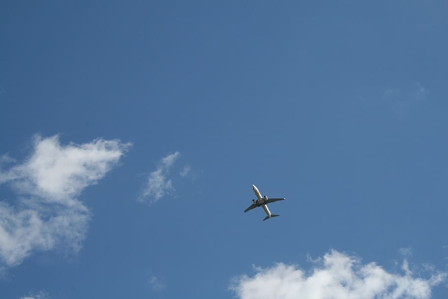 Sky, Plane, Clouds, Aviation, flying, one animal, animals in the wild HD wallpaper
