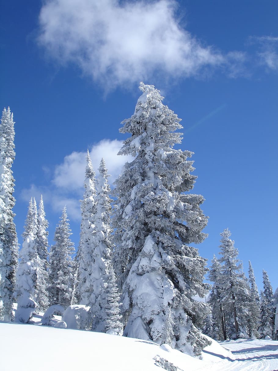 ice, tree, mountain, winter, snow, nature, forest, landscape HD wallpaper