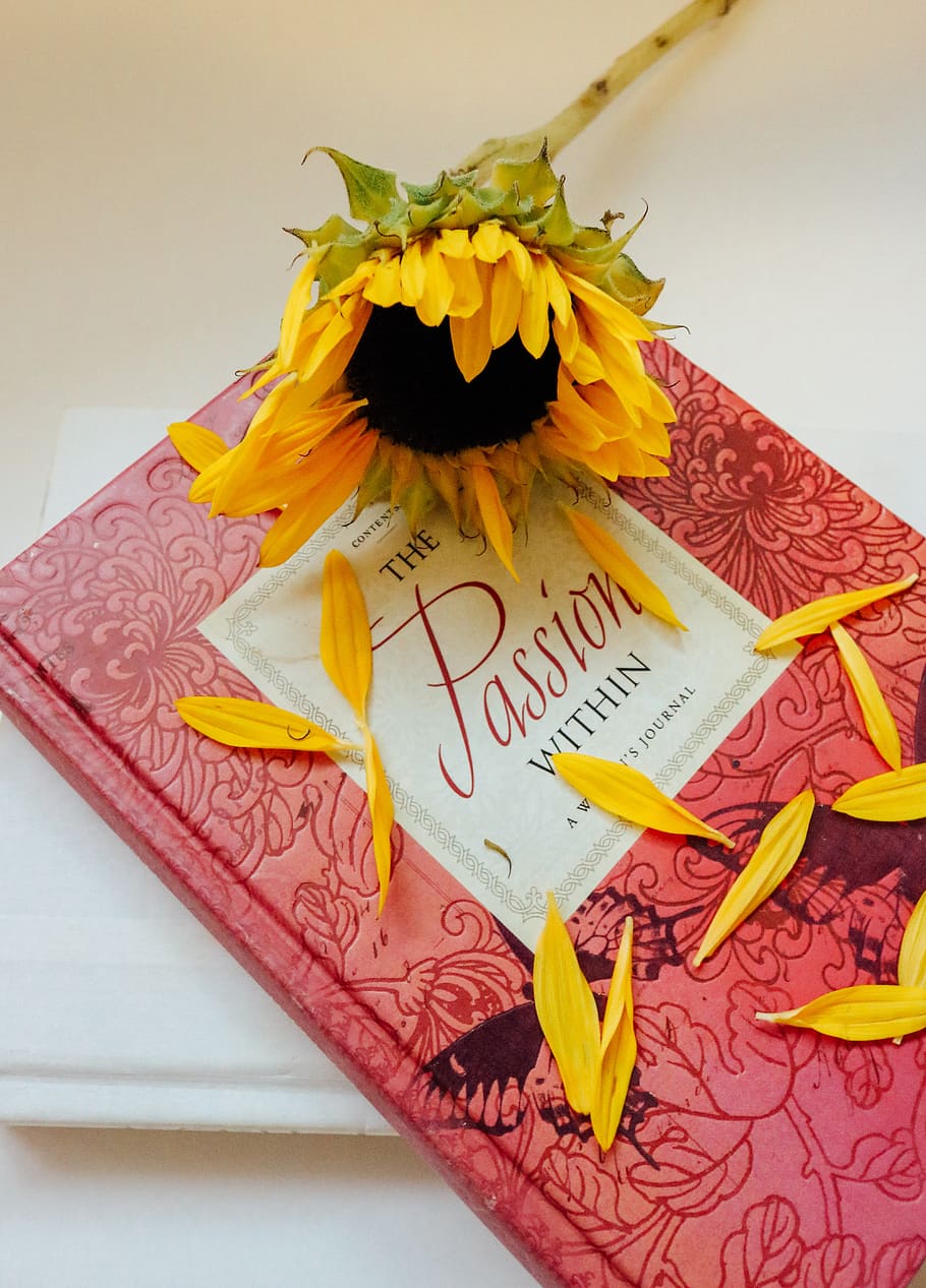 Sunflower on red book, closed book, diary, journal, women's HD wallpaper