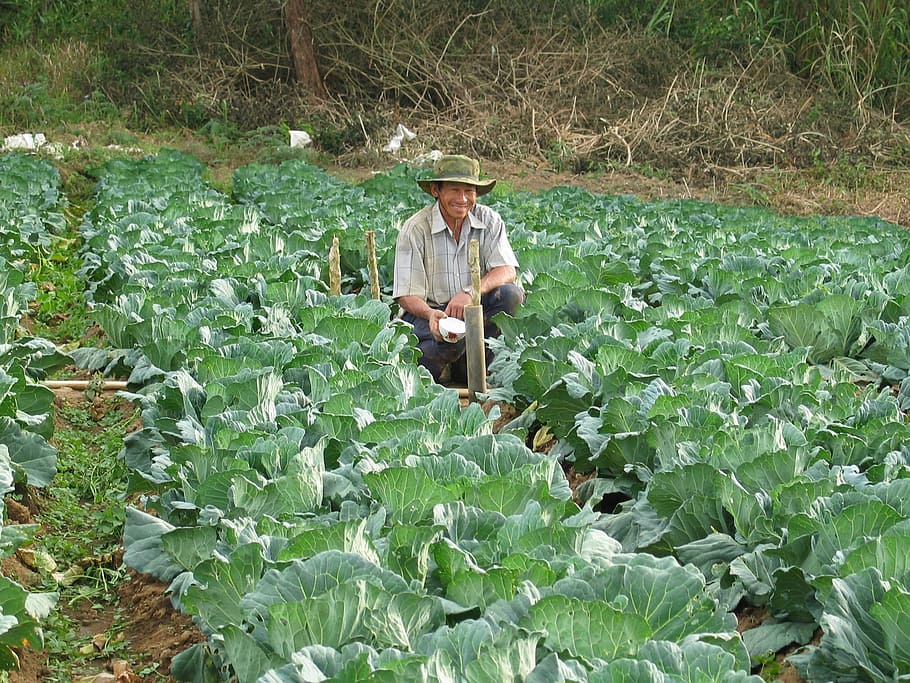 farmer, harvesting, vegetables, cabbage, field, agriculture HD wallpaper