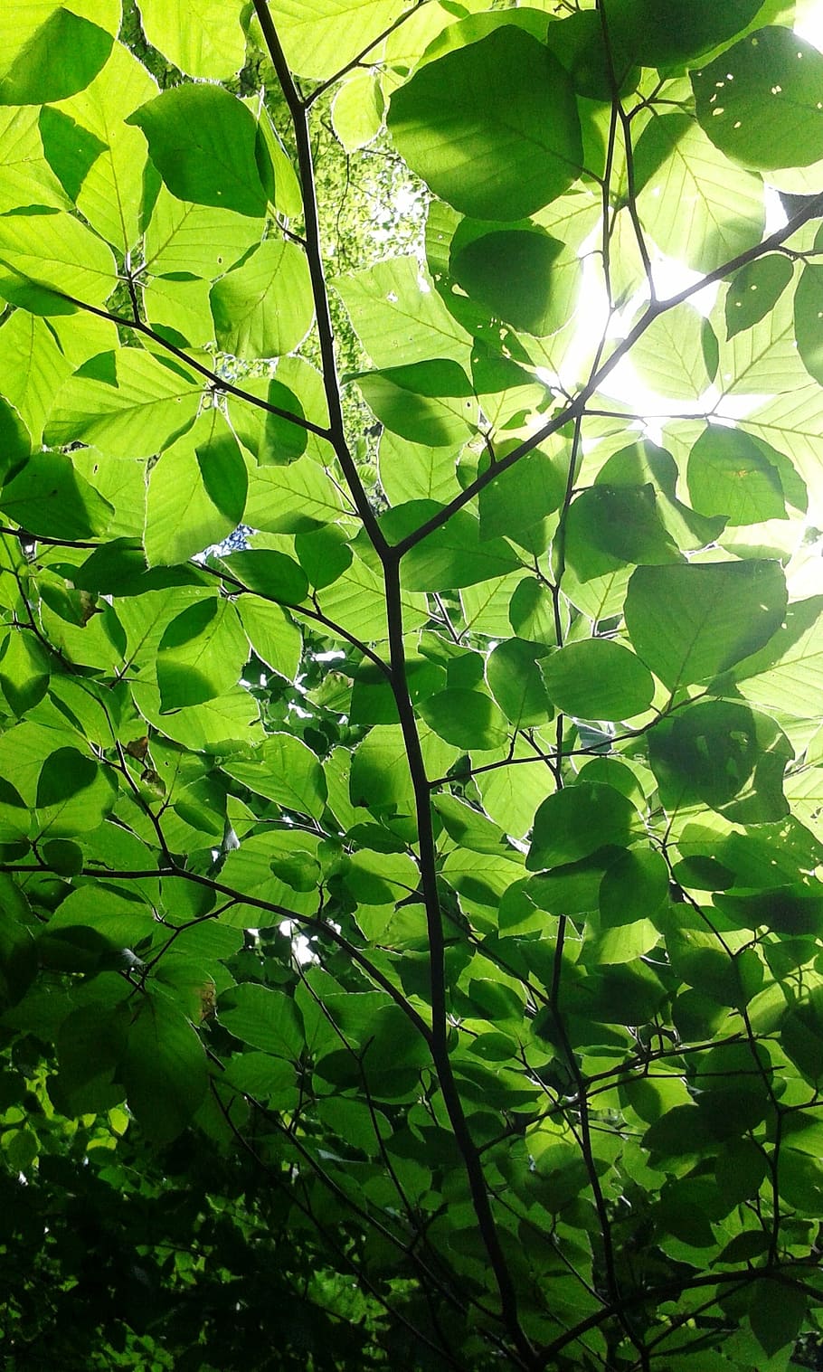 leaves, forest, sun, nature, foliage, green, leaf, plant part HD wallpaper