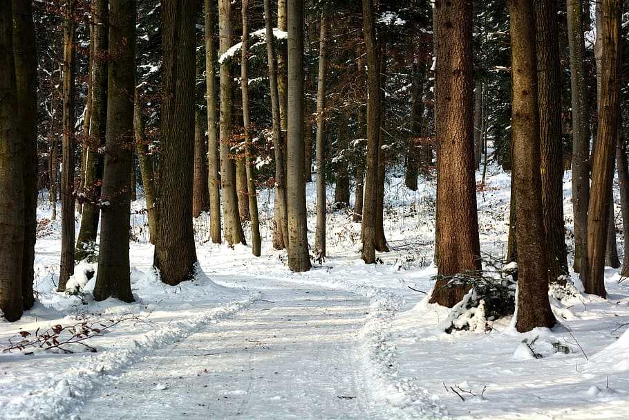 winter, snow, forest, away, trees, wintry, winter forest, snowy HD wallpaper