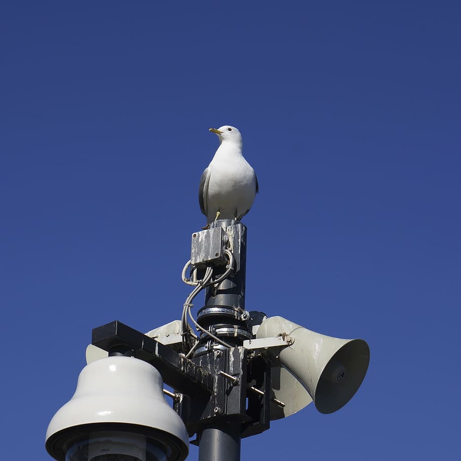 bird, seagull, speaker, messenger, surveillance, watching, sky HD wallpaper