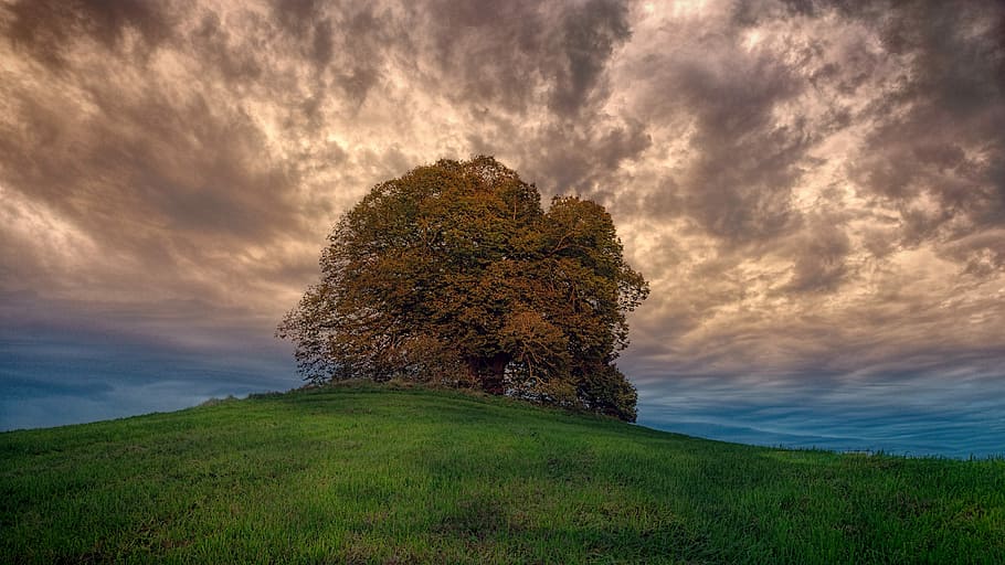 low angle photography of brown leafed tree, tree on green field HD wallpaper