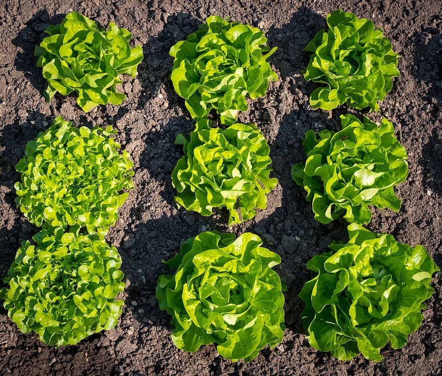 close-up photo of eight green leaf plants, salad, lettuce, spring HD wallpaper