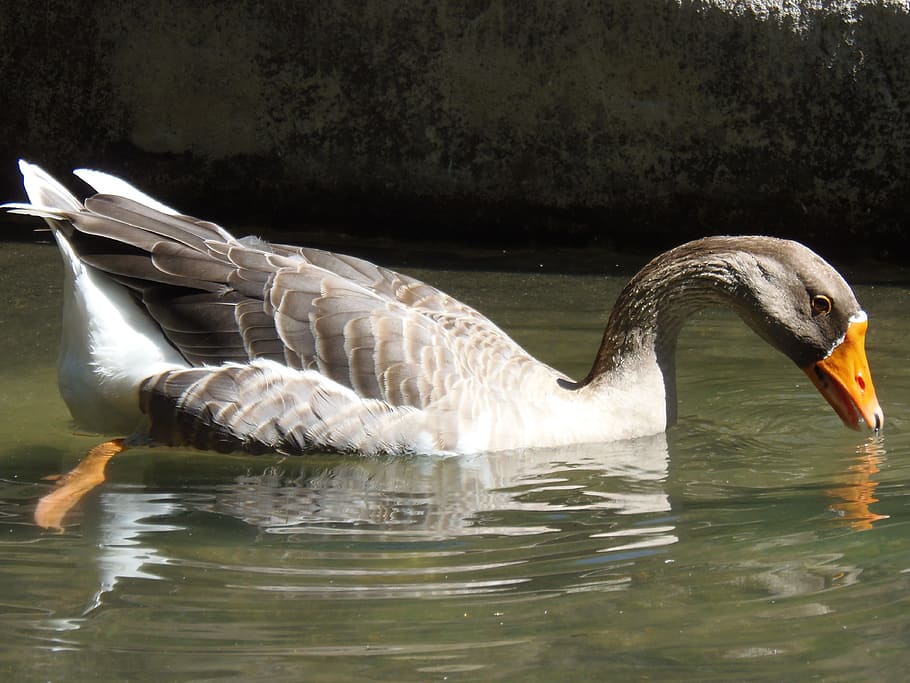 oca, goose, duck, animals, pond, water, animal world, animals in the wild HD wallpaper