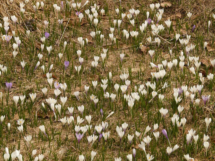 crocus, spring crocus, alpine crocus, flower, flora, bloom HD wallpaper