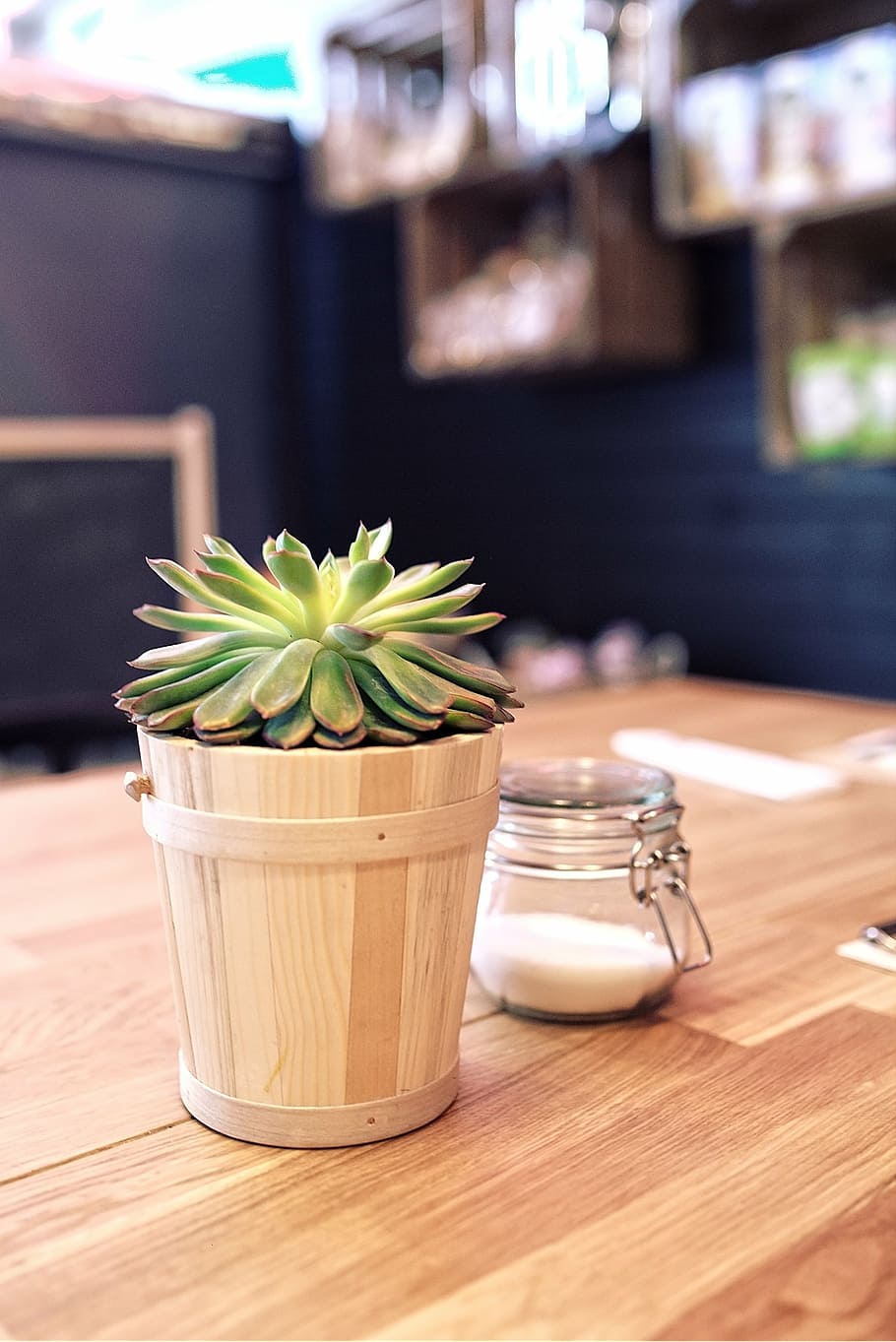 green succulent plant in brown plant, table, sugar, restaurant HD wallpaper