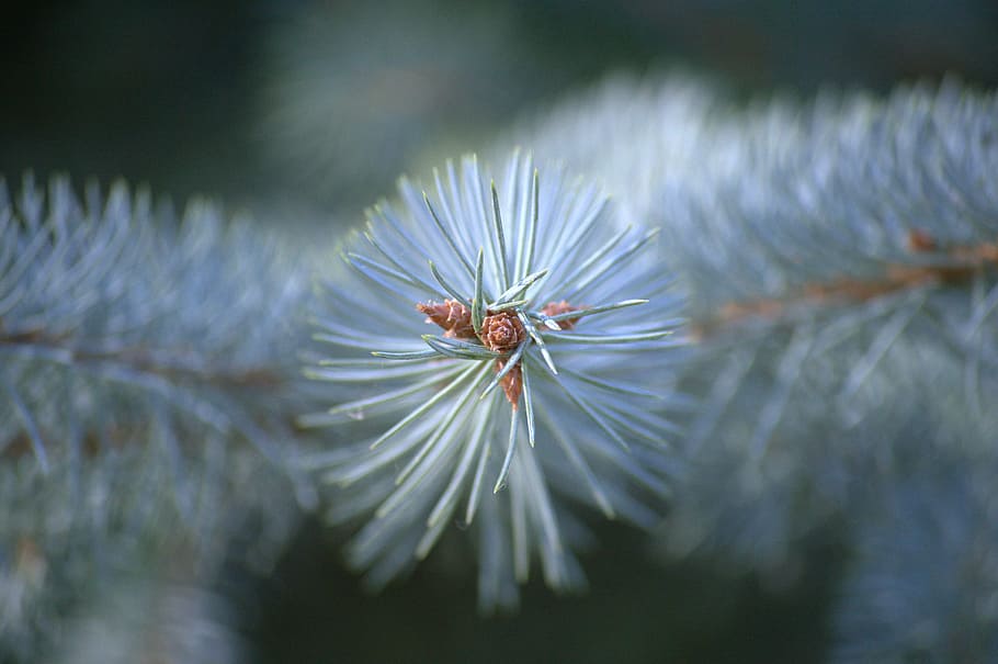 evergreen tree, needles, branch, nature, winter, plant, spruce HD wallpaper
