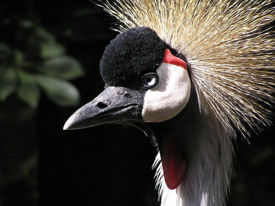 bird, animals, head, feather, bill, poultry, animal world, birds HD wallpaper