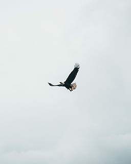 flying bald eagle during daytime, bald eagle soaring in sky at daytime HD wallpaper