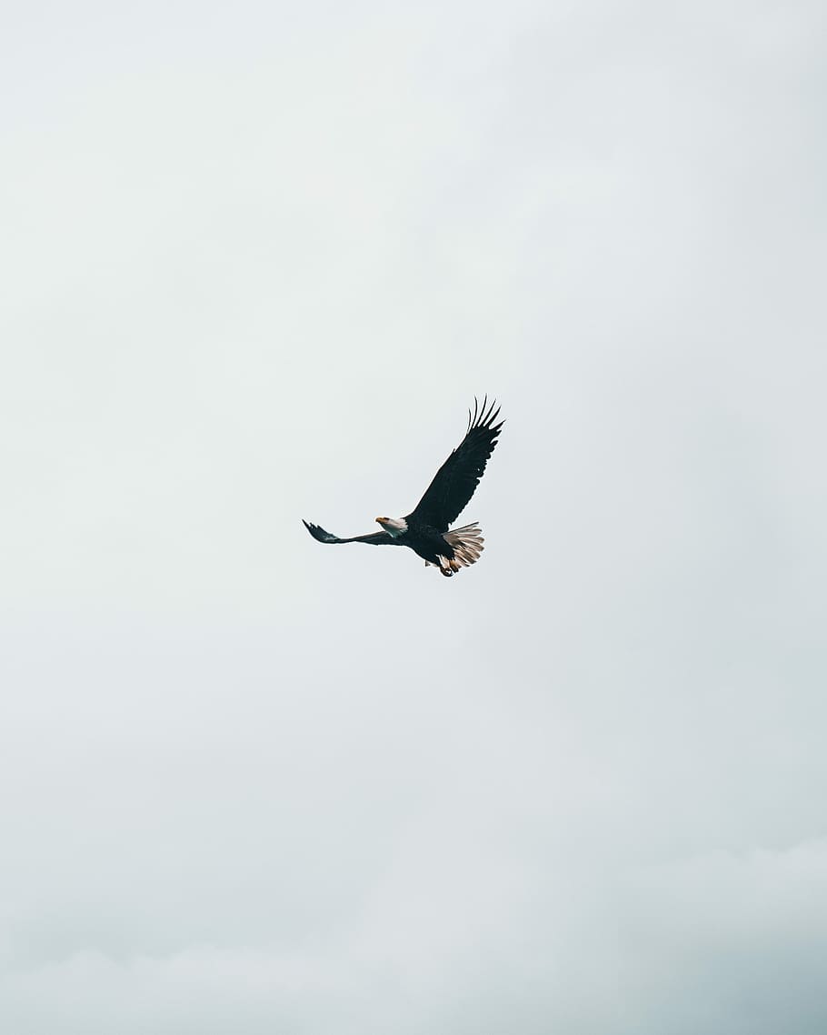 flying bald eagle during daytime, bald eagle soaring in sky at daytime HD wallpaper