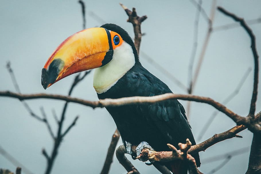 Hd Wallpaper Pecan Perching On Twig Animal Avian Beak Bird Branches Feathers Wallpaper Flare