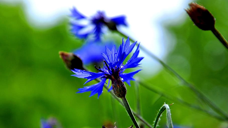 cornflower, blue, summer plants, flowering plant, vulnerability HD wallpaper