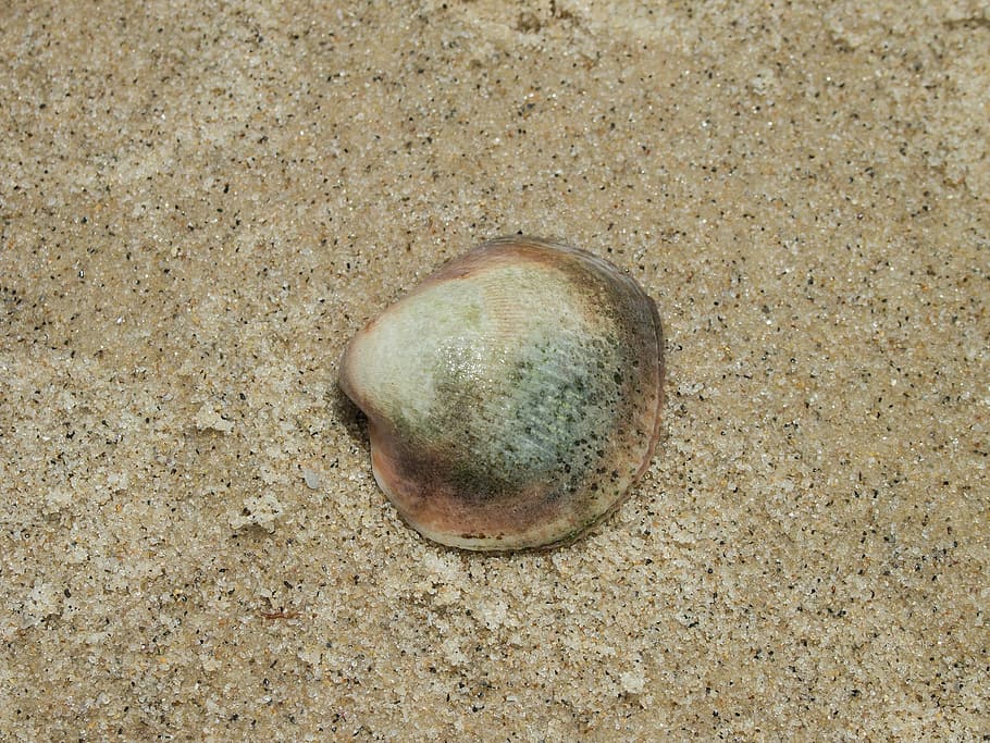 seashell, beach, sand, land, high angle view, no people, close-up HD wallpaper