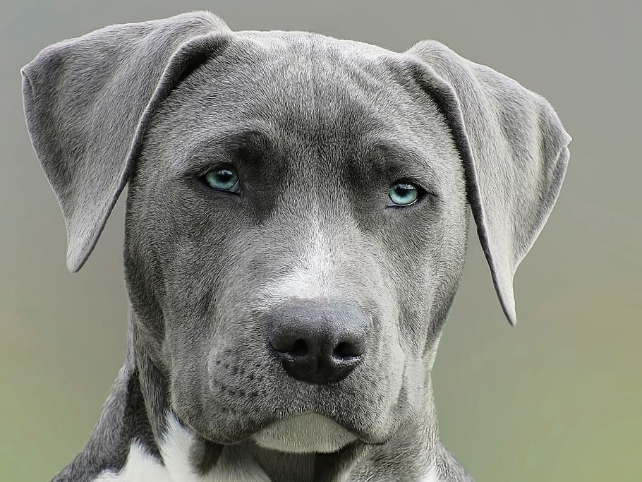 focus photography of grey dog during daytime, gray and white American pit bull terrier puppy
