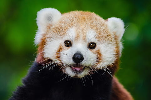 HD wallpaper: red panda, lesser panda, red bear-cat, red cat-bear, arboreal  | Wallpaper Flare